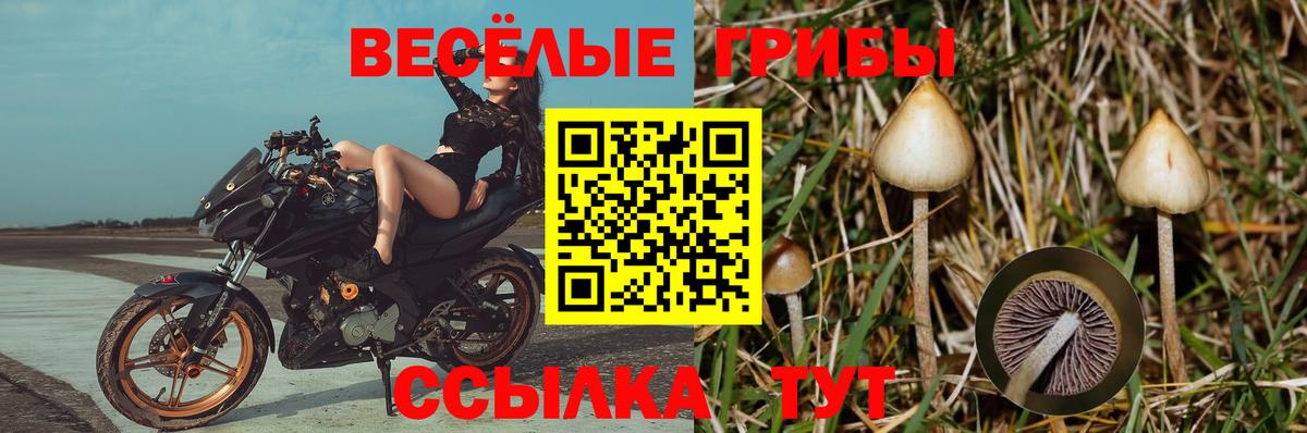 Псилоцибиновые грибы мицелий  Вход с VPN  как найти   Новотроицк 